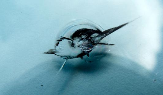 Ремонт стекол